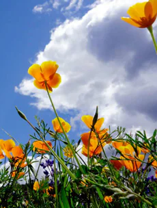 AirliftProductionsSpringFlowers